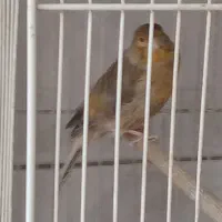 فروش یکجا قناری فری، رسمی|پرنده|مشهد, شریف|دیوار