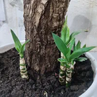 درختچه یوکا مادری پاجوش دار