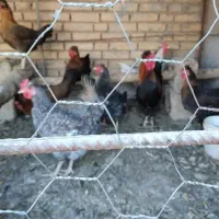 پنج مرغ محلی تخم گذار و دو خروس|حیوانات مزرعه|شوشتر, |دیوار