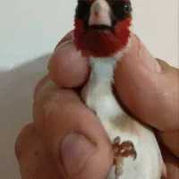 سهره.سقا|پرنده|کرمان, |دیوار