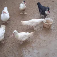 حراج بوقلمون و اردک روسی|حیوانات مزرعه|آمل, |دیوار