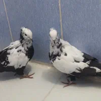 دم سیاه|پرنده|اسلام‌شهر, شهرک سعیدیه|دیوار