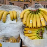 موز فیلیپین ۱۱۰و۱۳۰حراج تا فردا انزلی