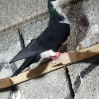 کبوتر فری|پرنده|برازجان, |دیوار