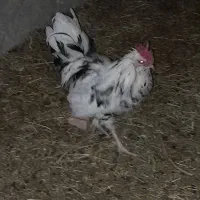 خروس گلین