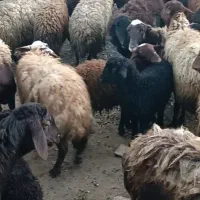 میش|حیوانات مزرعه|زنجان, |دیوار