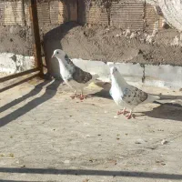 نر ماده به شرط