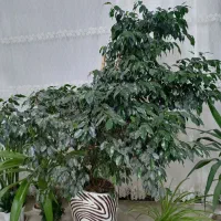 گل اپارتمانی بنجامین بزرگ