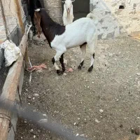 بز ، پازن|حیوانات مزرعه|بندر کنگان, |دیوار