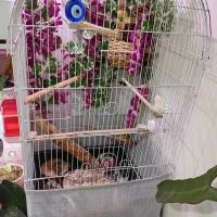 قبول نگهداری از انواع پرنده