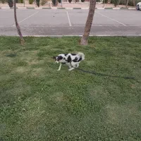 سگ طربیت شده