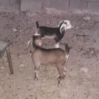 بز وبزغاله|حیوانات مزرعه|دهلران, |دیوار