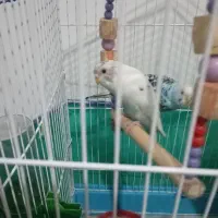 مرغ عشق|پرنده|قم, شهرک امام حسن|دیوار