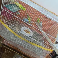 پرنده رنگ خاص مفت