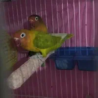 جفت کوتوله و عروس هلندی|پرنده|مشهد, کارمندان دوم|دیوار