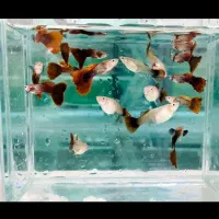 ماهی گوپی|ماهی|خمینی‌شهر, |دیوار