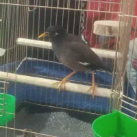 مرغ مینای نر 7 ماه سالم و بازیگوش