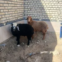 بره نر|حیوانات مزرعه|شادگان, |دیوار