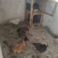 مرغ تخم گذار