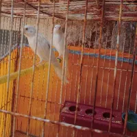 قناری و فنچ
