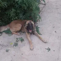 سگ ژرمن ورک لاین وژرمن مو کوتاه