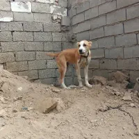 یک جفت توله نر افغانی اصیل آیند دار ۳ماه