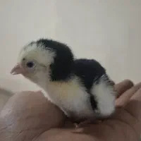 انواع جوجه کوچک و زیبا