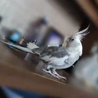 عروس هلندی جفت با ۲ جوجه|پرنده|کرمانشاه, |دیوار