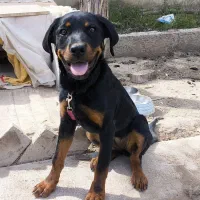 توله سگ روتوایلر ( روتفایلر )