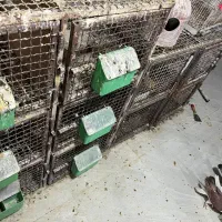 قفس جوفتی|لوازم جانبی حیوانات|شیراز, گویم|دیوار