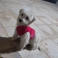 سگ خانگی|سگ|قم, سالاریه|دیوار