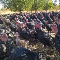 قلو قاضی خومالی|حیوانات مزرعه|پیرانشهر, |دیوار