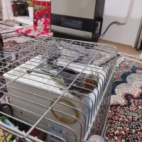 یک جفت عروس هلندی|پرنده|خلخال, |دیوار