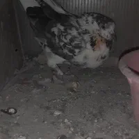 ۵تاکفتر|پرنده|ازنا, |دیوار