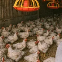 استخدام کارگر مرغداری گوشتی