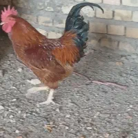خروس سالم وسرحال فروشی