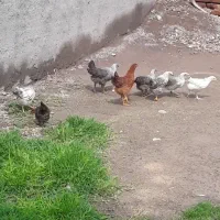 ۱۷ عددجوجه سه ماهه ویک ماهه