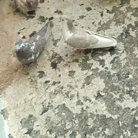 کفترساده|پرنده|پاکدشت, حصار امیر|دیوار