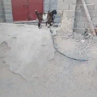 بز فروش ی