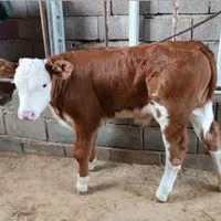 فروش‌گوساله با‌فاکتور باقیمت‌مناسب|حیوانات مزرعه|بندر ترکمن, |دیوار