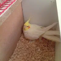 جفت عروس هلندی