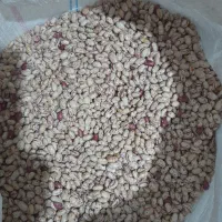لوبیا چتی