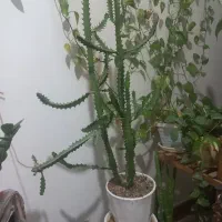 گل افوربیا