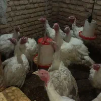 بوقلمون بیوتی|حیوانات مزرعه|انبارآلوم, |دیوار