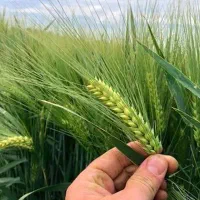 فروش جو بذری آبی