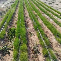 3کیلو نهال پیاز مینروا دستگیری از قوطی