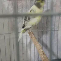 قناری ماده فر آماده اماده