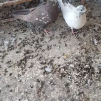 کبوتر|پرنده|سمنان, |دیوار