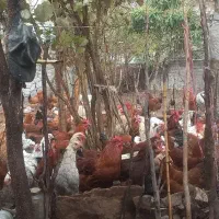 حیوان|حیوانات مزرعه|رستمآباد, |دیوار