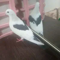 کبوتر نر دو کت فروشی|پرنده|مهران (ایلام), |دیوار